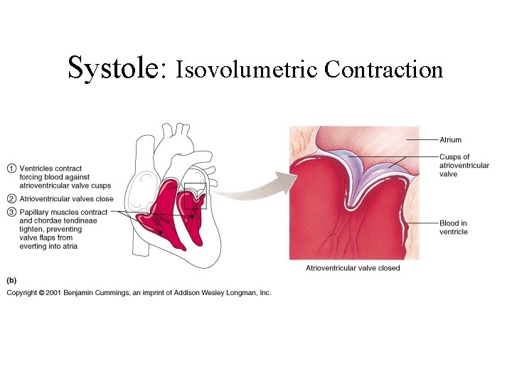 Systole: Isovolumetric Contraction 