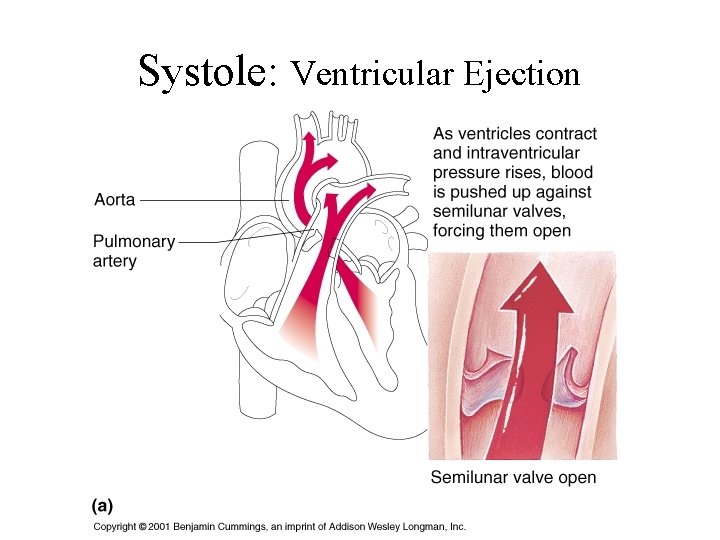 Systole: Ventricular Ejection 