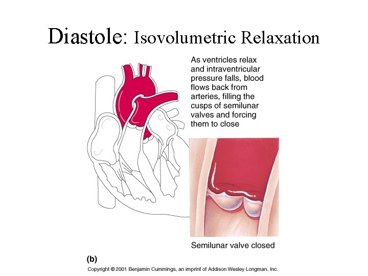 Diastole: Isovolumetric Relaxation 