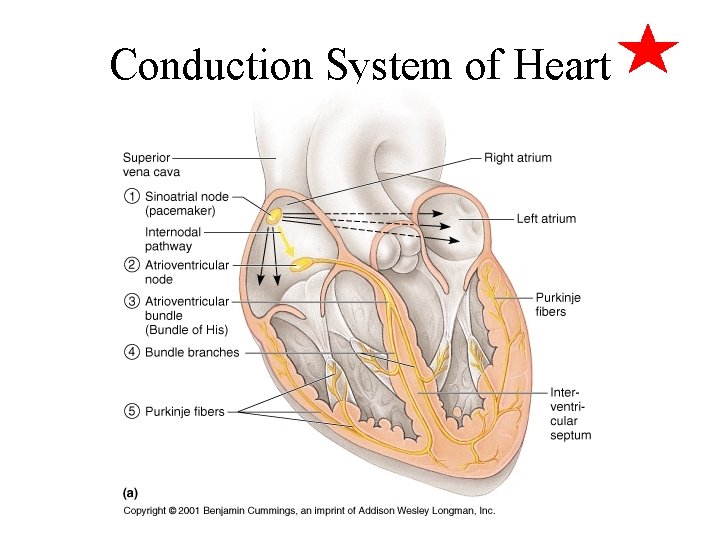 Conduction System of Heart 