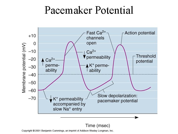 Pacemaker Potential 