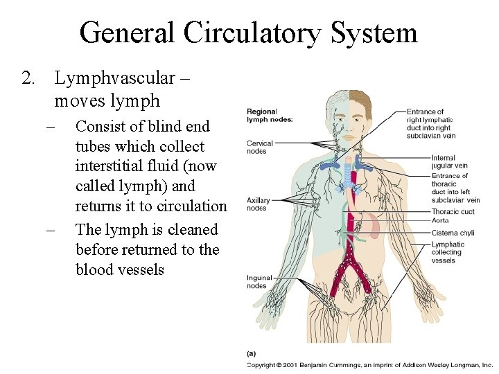 General Circulatory System 2. Lymphvascular – moves lymph – – Consist of blind end