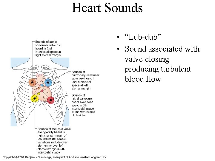 Heart Sounds • “Lub-dub” • Sound associated with valve closing producing turbulent blood flow