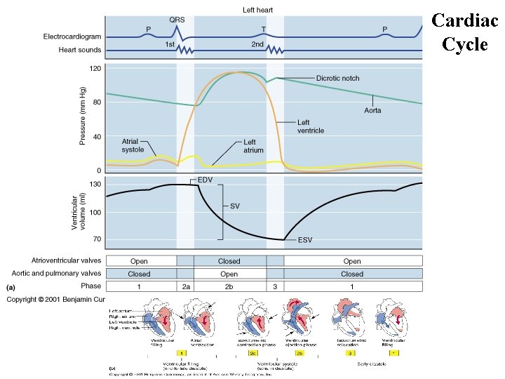 Cardiac Cycle 