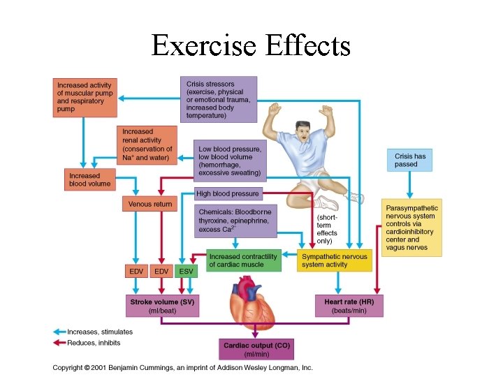 Exercise Effects 