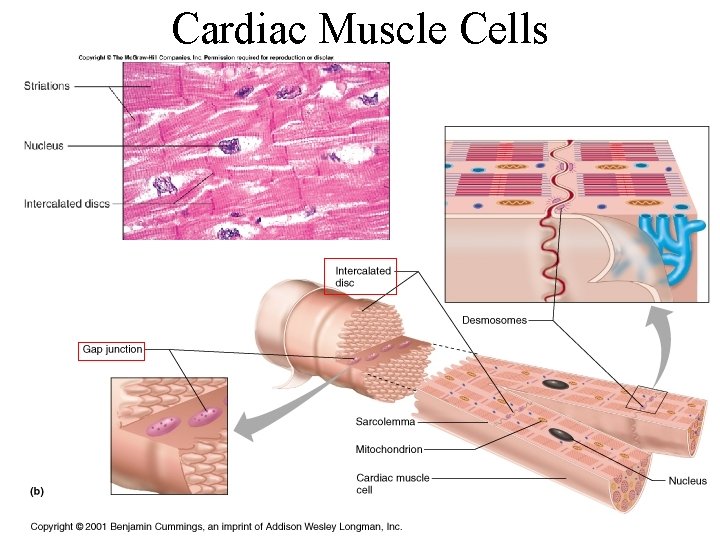 Cardiac Muscle Cells 