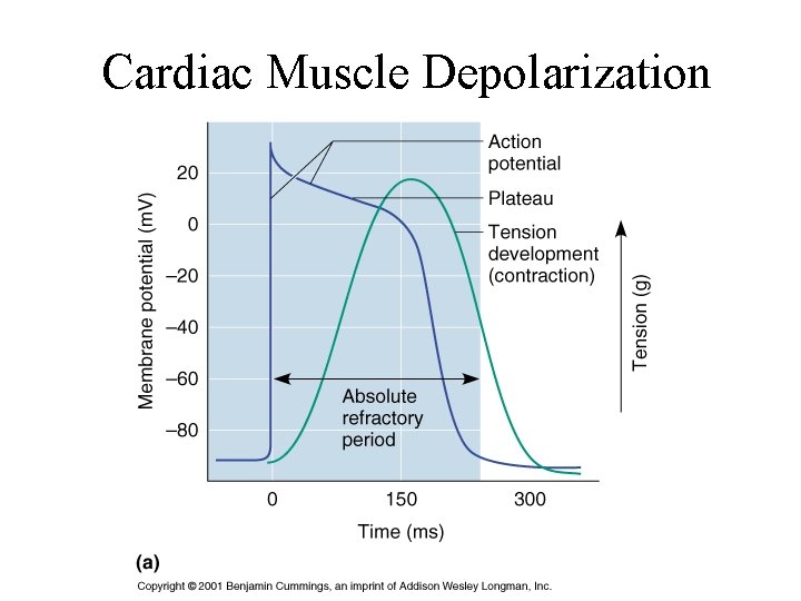 Cardiac Muscle Depolarization 