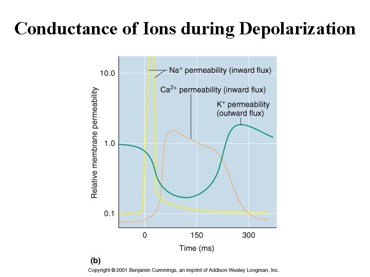 Conductance of Ions during Depolarization 
