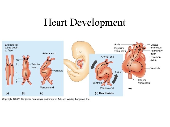 Heart Development 