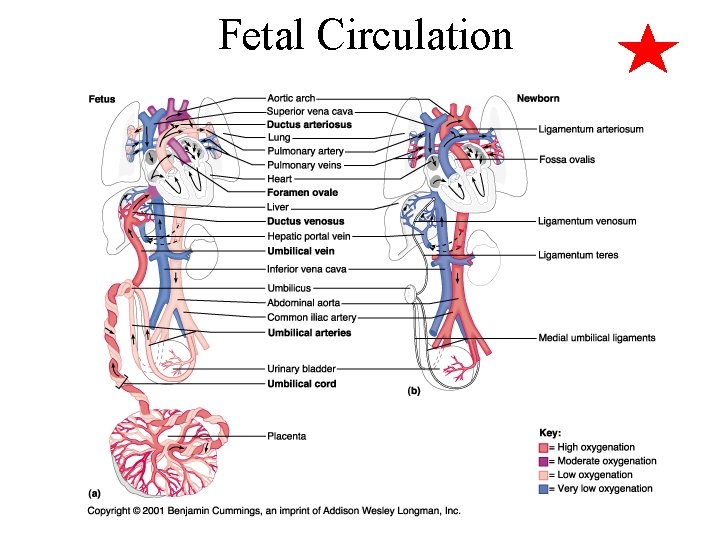 Fetal Circulation 