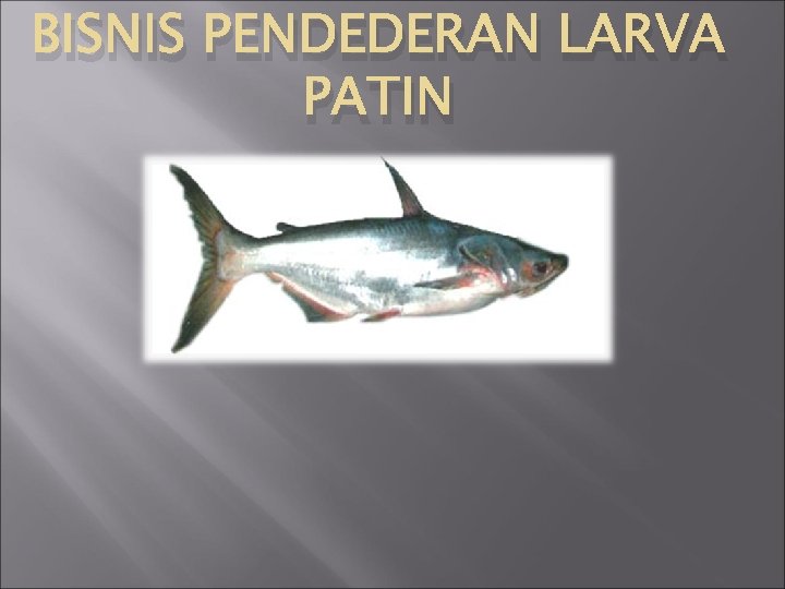 BISNIS PENDEDERAN LARVA PATIN 