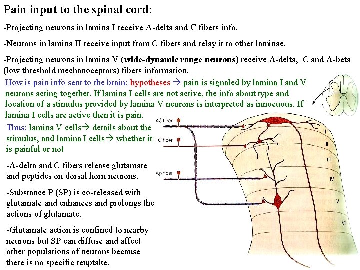 Pain input to the spinal cord: -Projecting neurons in lamina I receive A-delta and