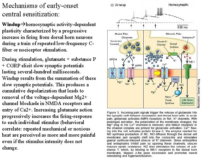 Mechanisms of early-onset central sensitization: Windup homosynaptic activity-dependent plasticity characterized by a progressive increase