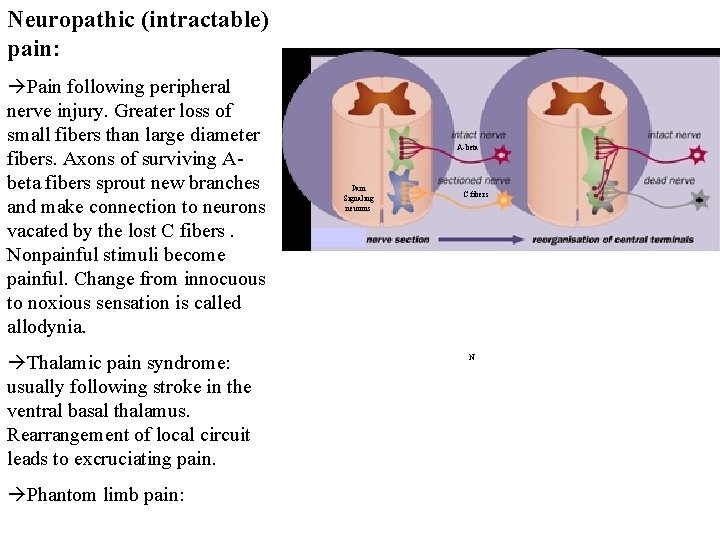 Neuropathic (intractable) pain: Pain following peripheral nerve injury. Greater loss of small fibers than