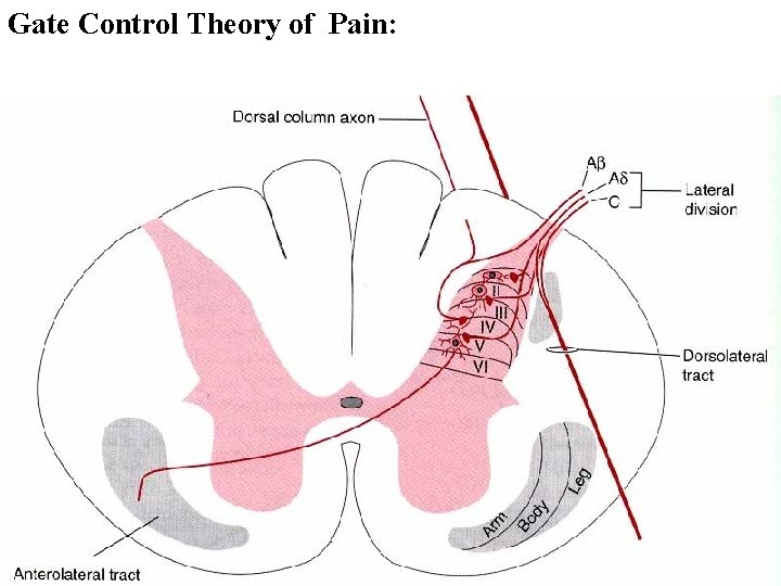 Gate Control Theory of Pain: 