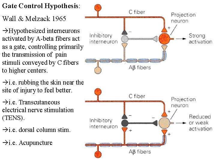 Gate Control Hypothesis: Wall & Melzack 1965 Hypothesized interneurons activated by A-beta fibers act