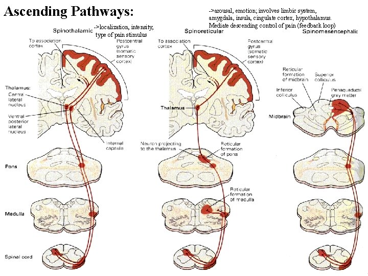 Ascending Pathways: ->localization, intensity, type of pain stimulus ->arousal, emotion; involves limbic system, amygdala,