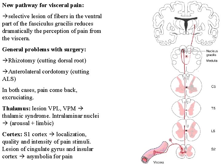 New pathway for visceral pain: selective lesion of fibers in the ventral part of