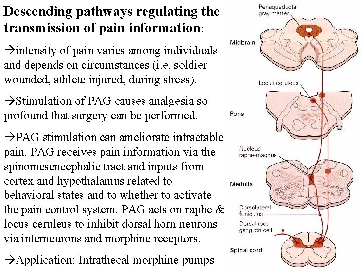 Descending pathways regulating the transmission of pain information: intensity of pain varies among individuals