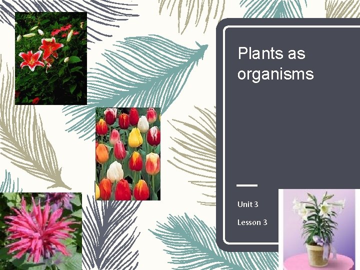 Plants as organisms Unit 3 Lesson 3 