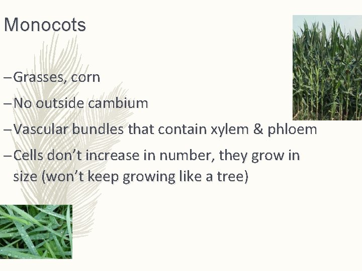 Monocots – Grasses, corn – No outside cambium – Vascular bundles that contain xylem