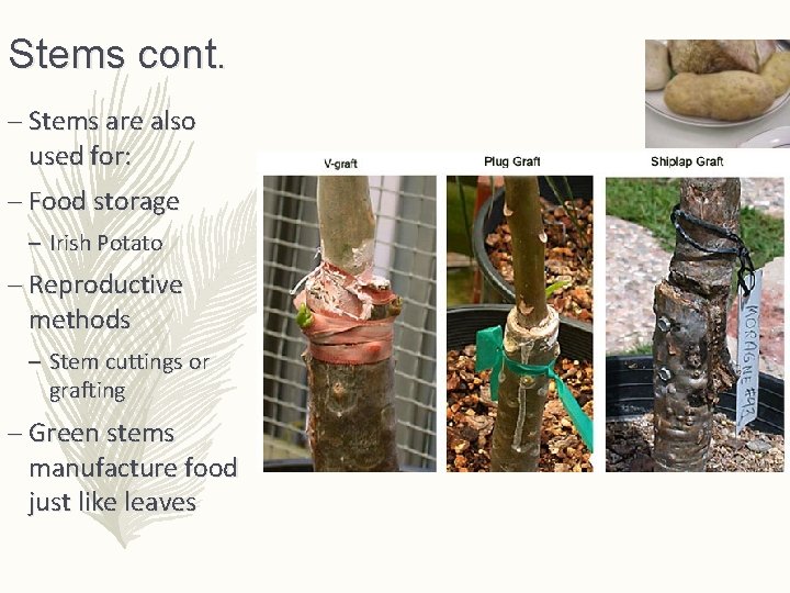 Stems cont. – Stems are also used for: – Food storage – Irish Potato