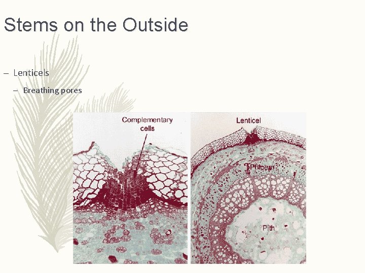 Stems on the Outside – Lenticels – Breathing pores 