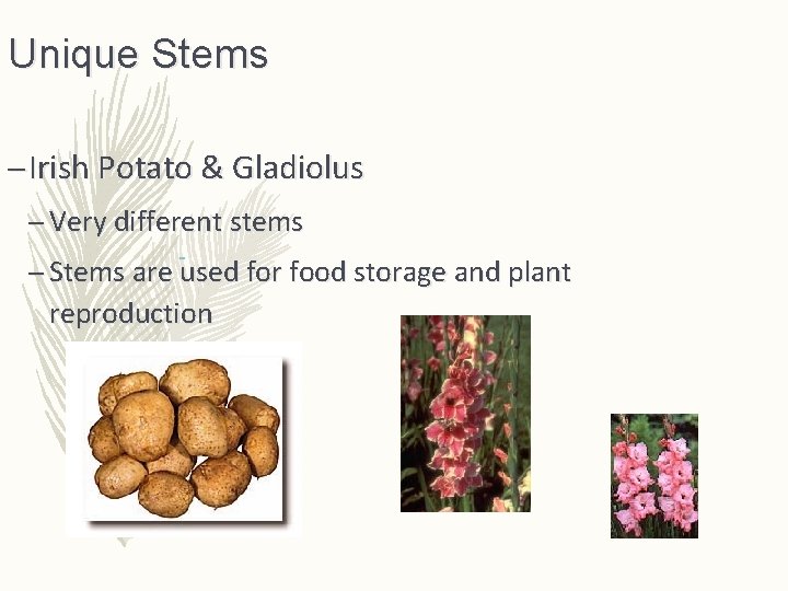 Unique Stems – Irish Potato & Gladiolus – Very different stems – Stems are