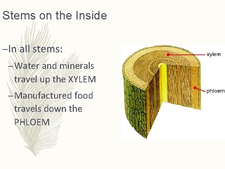 Stems on the Inside –In all stems: – Water and minerals travel up the