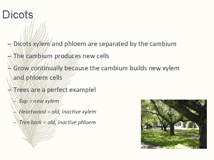 Dicots – Dicots xylem and phloem are separated by the cambium – The cambium