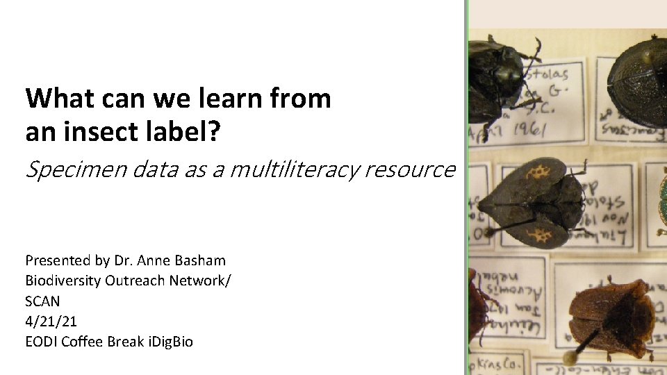 What can we learn from an insect label? Specimen data as a multiliteracy resource