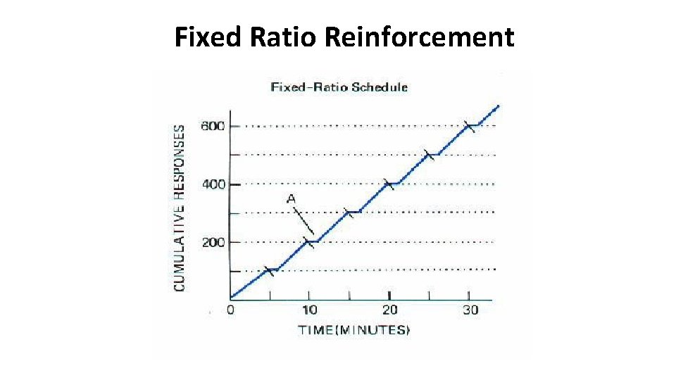 Fixed Ratio Reinforcement 