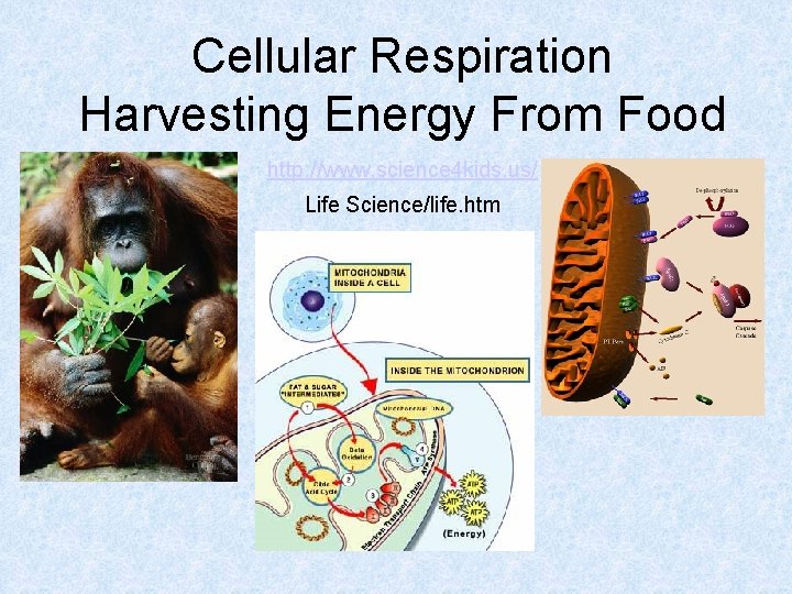 Cellular Respiration Harvesting Energy From Food http: //www. science 4 kids. us/ Life Science/life. Cellular Respiration Harvesting Energy From Food http: //www. science 4 kids. us/ Life Science/life.
