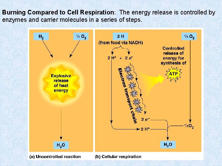 Burning Compared to Cell Respiration: The energy release is controlled by enzymes and carrier Burning Compared to Cell Respiration: The energy release is controlled by enzymes and carrier