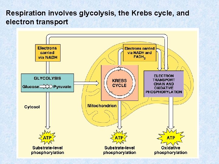 Respiration involves glycolysis, the Krebs cycle, and electron transport Respiration involves glycolysis, the Krebs cycle, and electron transport