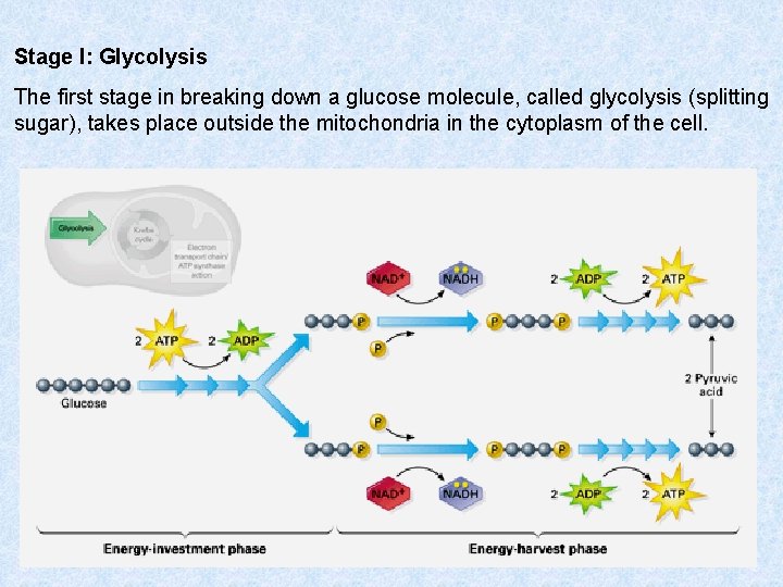 Stage I: Glycolysis The first stage in breaking down a glucose molecule, called glycolysis Stage I: Glycolysis The first stage in breaking down a glucose molecule, called glycolysis