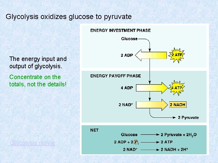 Glycolysis oxidizes glucose to pyruvate The energy input and output of glycolysis. Concentrate on Glycolysis oxidizes glucose to pyruvate The energy input and output of glycolysis. Concentrate on