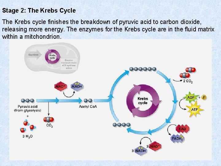 Stage 2: The Krebs Cycle The Krebs cycle finishes the breakdown of pyruvic acid Stage 2: The Krebs Cycle The Krebs cycle finishes the breakdown of pyruvic acid