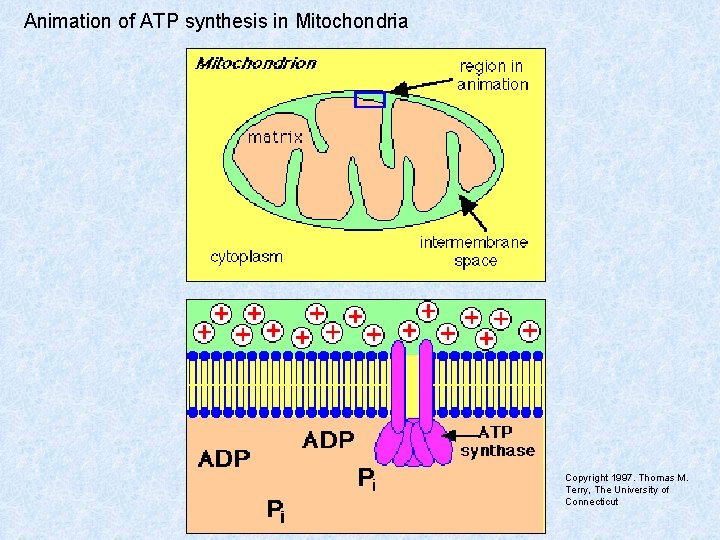Animation of ATP synthesis in Mitochondria Copyright 1997. Thomas M. Terry, The University of Animation of ATP synthesis in Mitochondria Copyright 1997. Thomas M. Terry, The University of
