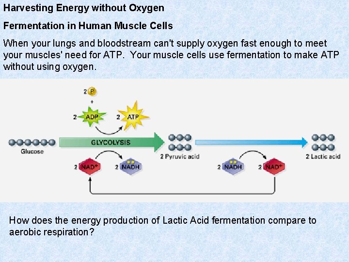 Harvesting Energy without Oxygen Fermentation in Human Muscle Cells When your lungs and bloodstream Harvesting Energy without Oxygen Fermentation in Human Muscle Cells When your lungs and bloodstream