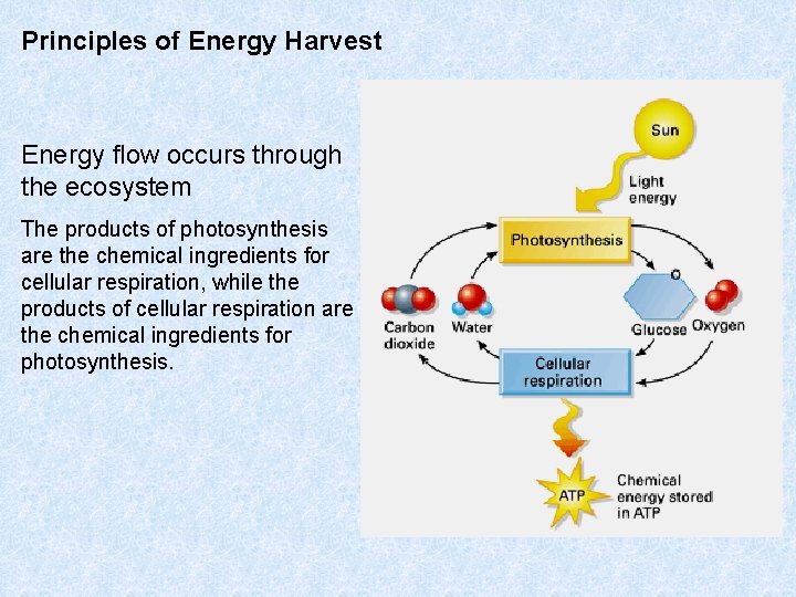 Principles of Energy Harvest Energy flow occurs through the ecosystem The products of photosynthesis Principles of Energy Harvest Energy flow occurs through the ecosystem The products of photosynthesis