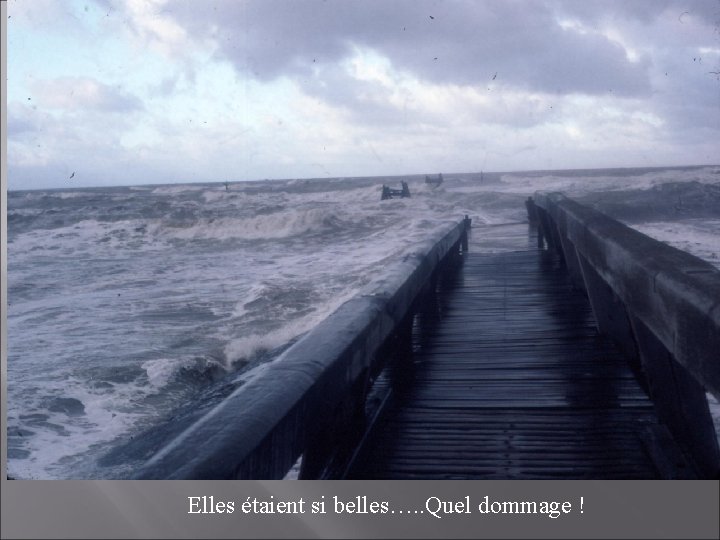 Elles étaient si belles…. . Quel dommage ! 