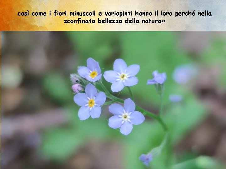 così come i fiori minuscoli e variopinti hanno il loro perché nella sconfinata bellezza