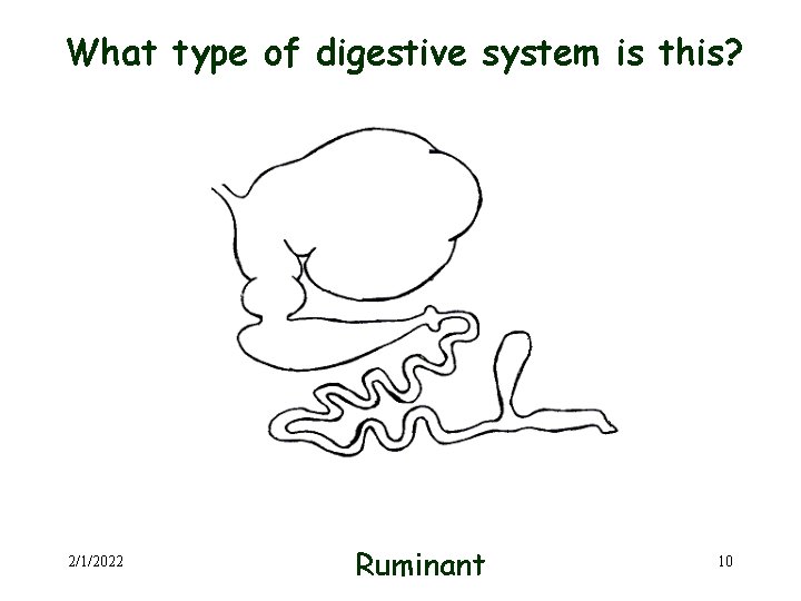 What type of digestive system is this? 2/1/2022 Ruminant 10 