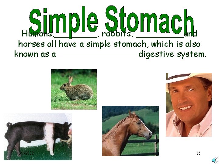 Humans, ____, rabbits, _____and horses all have a simple stomach, which is also known