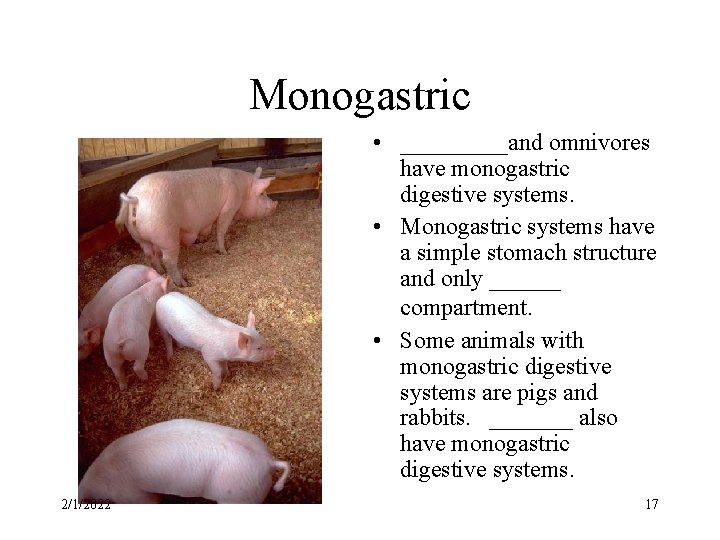 Monogastric • _____and omnivores have monogastric digestive systems. • Monogastric systems have a simple