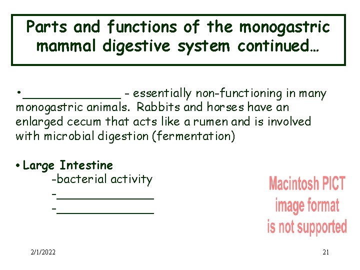 Parts and functions of the monogastric mammal digestive system continued… • _______ - essentially