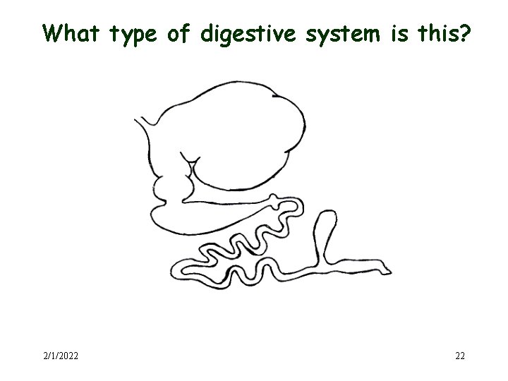 What type of digestive system is this? 2/1/2022 22 