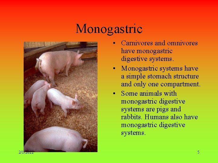 Monogastric • Carnivores and omnivores have monogastric digestive systems. • Monogastric systems have a