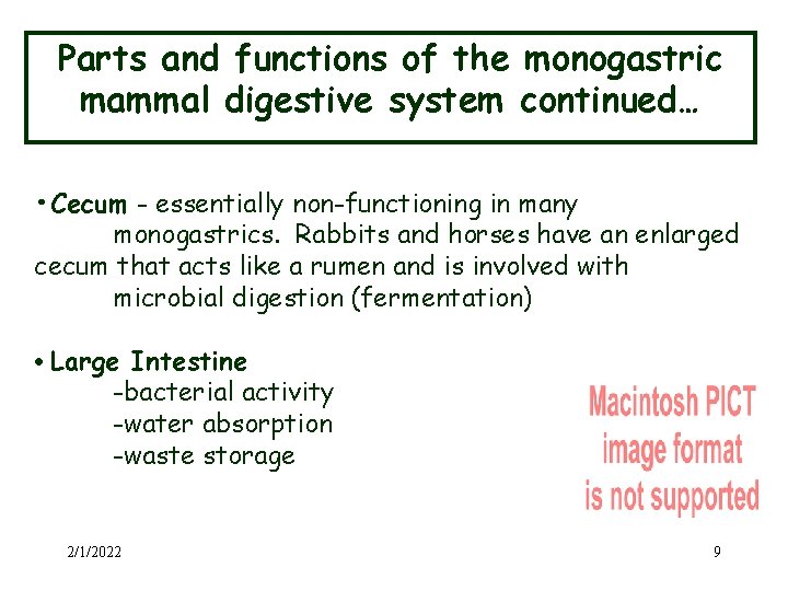 Parts and functions of the monogastric mammal digestive system continued… • Cecum - essentially
